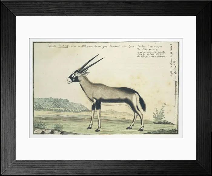 Framed Print : Oryx gazella (Gemsbok), 1777-1786. Creator: Robert Jacob Gordon Framed Print : Oryx gazella (Gemsbok), 1777-1786. Creator: Robert Jacob Gordon