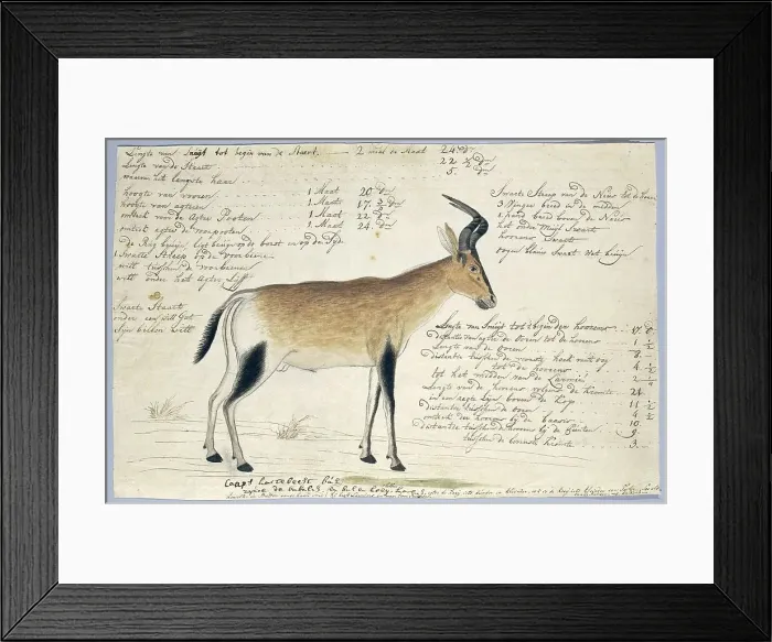 Framed Print : Lcelaphus buselaphus caama (Hartebeest), 1777-1786. Creator: Robert Jacob Gordon Framed Print : Lcelaphus buselaphus caama (Hartebeest), 1777-1786. Creator: Robert Jacob Gordon