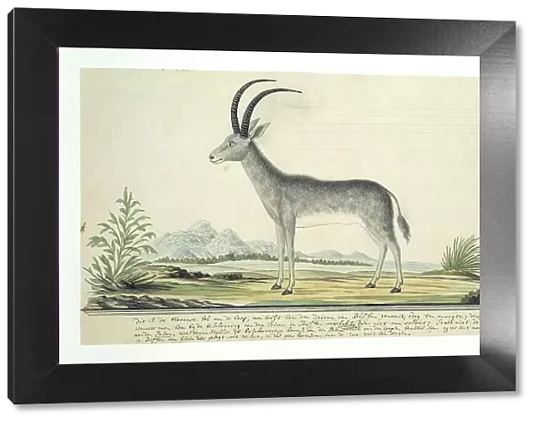 Hippotragus leucophaeus (Bluebuck), 1777-1786. Creator: Robert Jacob Gordon