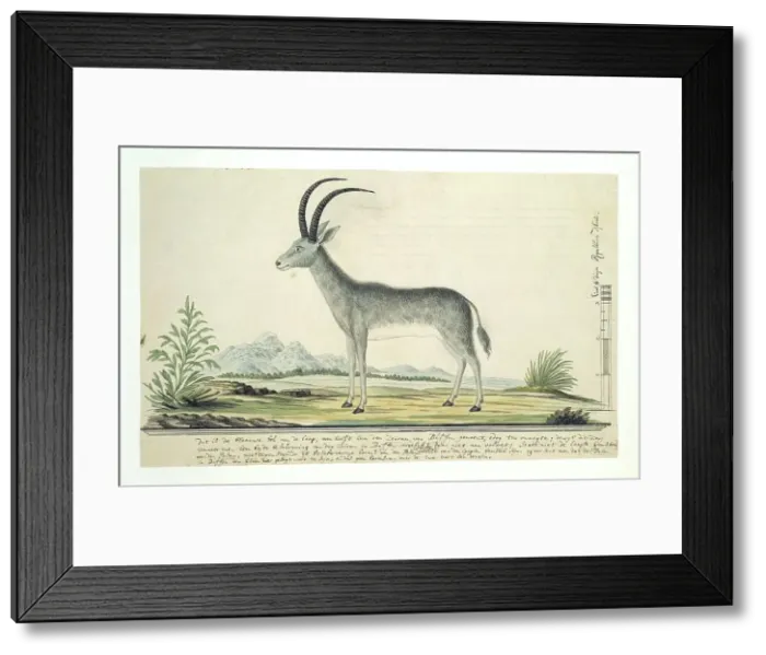Framed Print : Hippotragus leucophaeus (Bluebuck), 1777-1786. Creator: Robert Jacob Gordon Framed Print : Hippotragus leucophaeus (Bluebuck), 1777-1786. Creator: Robert Jacob Gordon