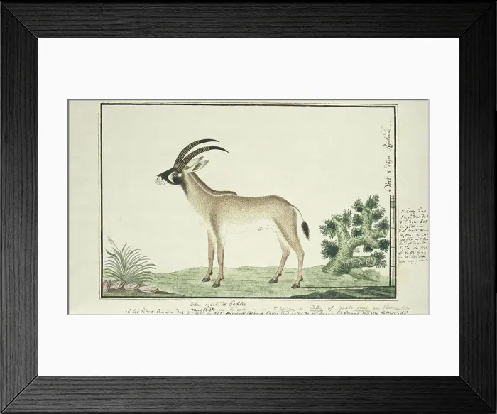 Framed Print : Hippotragus equinus (Roan antelope), 1777-1786. Creator: Robert Jacob Gordon Framed Print : Hippotragus equinus (Roan antelope), 1777-1786. Creator: Robert Jacob Gordon
