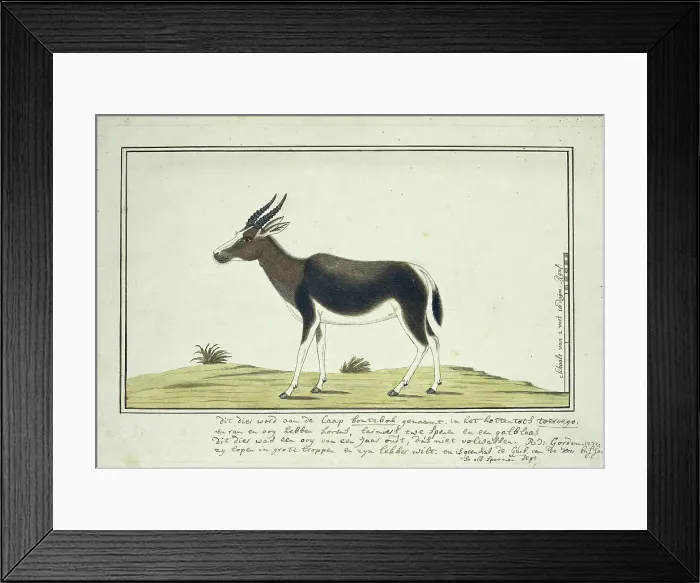 Framed Print : Damaliscus pygargus pygarus (Bontebok), 1777. Creator: Robert Jacob Gordon Framed Print : Damaliscus pygargus pygarus (Bontebok), 1777. Creator: Robert Jacob Gordon