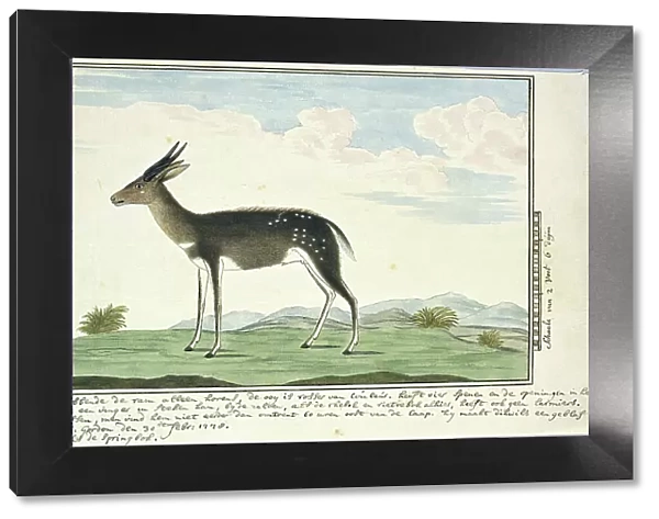 Tragelaphus scriptus (Bushbuck), 1778. Creator: Robert Jacob Gordon