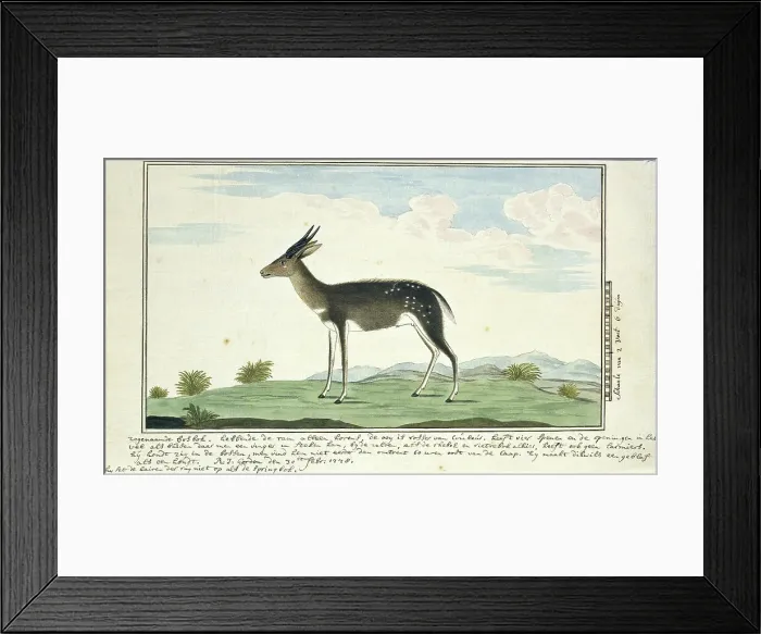 Framed Print : Tragelaphus scriptus (Bushbuck), 1778. Creator: Robert Jacob Gordon Framed Print : Tragelaphus scriptus (Bushbuck), 1778. Creator: Robert Jacob Gordon