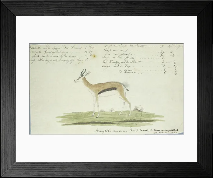 Framed Print : Antidorcas marsupialis (Springbok), 1774-1786. Creator: Robert Jacob Gordon Framed Print : Antidorcas marsupialis (Springbok), 1774-1786. Creator: Robert Jacob Gordon