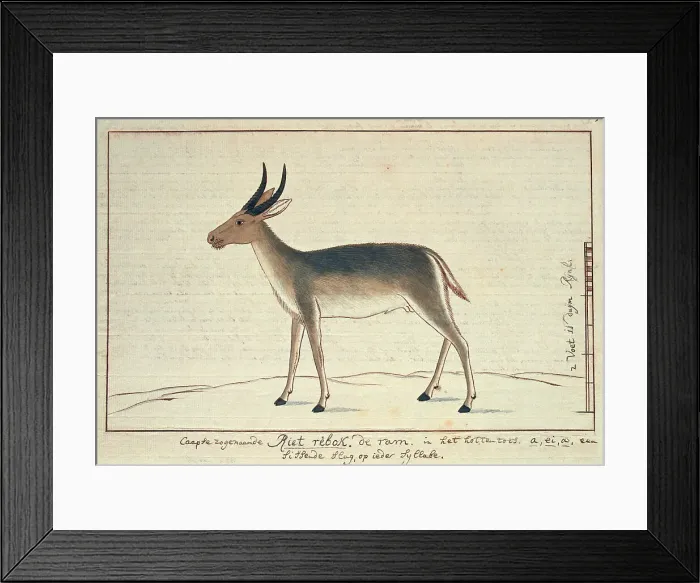 Framed Print : Redunca arundinum (Southern reedbuck; male), 1777-1786. Creator: Robert Jacob Gordon Framed Print : Redunca arundinum (Southern reedbuck; male), 1777-1786. Creator: Robert Jacob Gordon