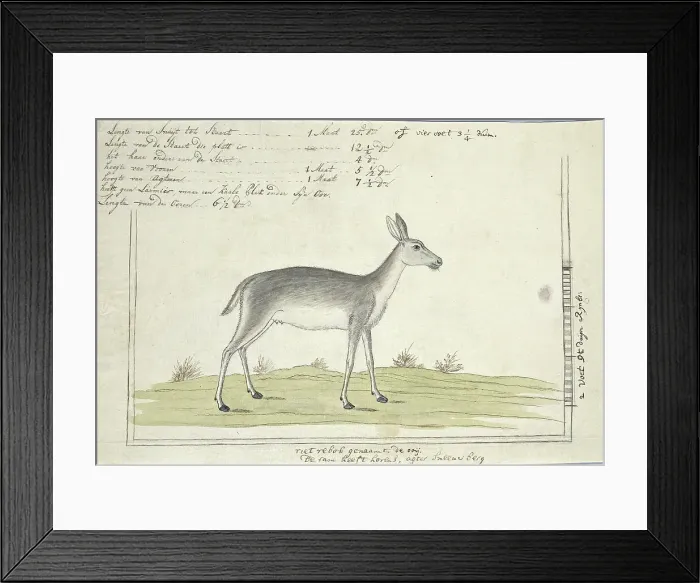 Framed Print : Redunca arundinum (Southern reedbuck), 1777-1786. Creator: Robert Jacob Gordon Framed Print : Redunca arundinum (Southern reedbuck), 1777-1786. Creator: Robert Jacob Gordon