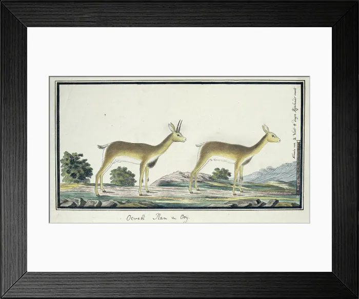 Framed Print : Ourebia ourebi (Oribi), 1777-1786. Creator: Robert Jacob Gordon Framed Print : Ourebia ourebi (Oribi), 1777-1786. Creator: Robert Jacob Gordon