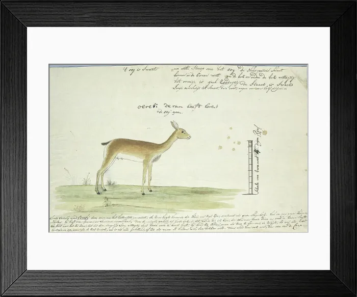 Framed Print : Ourebia ourebi (Oribi), 1777-1786. Creator: Robert Jacob Gordon Framed Print : Ourebia ourebi (Oribi), 1777-1786. Creator: Robert Jacob Gordon