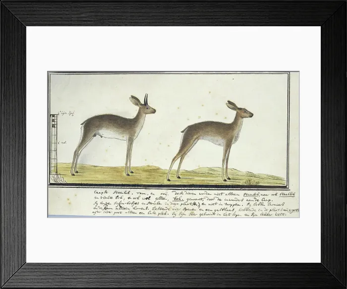 Framed Print : Raphicerus campestris (Steenbok), 1777-1786. Creator: Robert Jacob Gordon Framed Print : Raphicerus campestris (Steenbok), 1777-1786. Creator: Robert Jacob Gordon