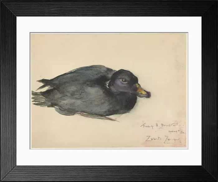 Framed Print : Black scoter, 1885-1931. Creator: Frederika Henriëtte Broeksmit Framed Print : Black scoter, 1885-1931. Creator: Frederika Henriëtte Broeksmit