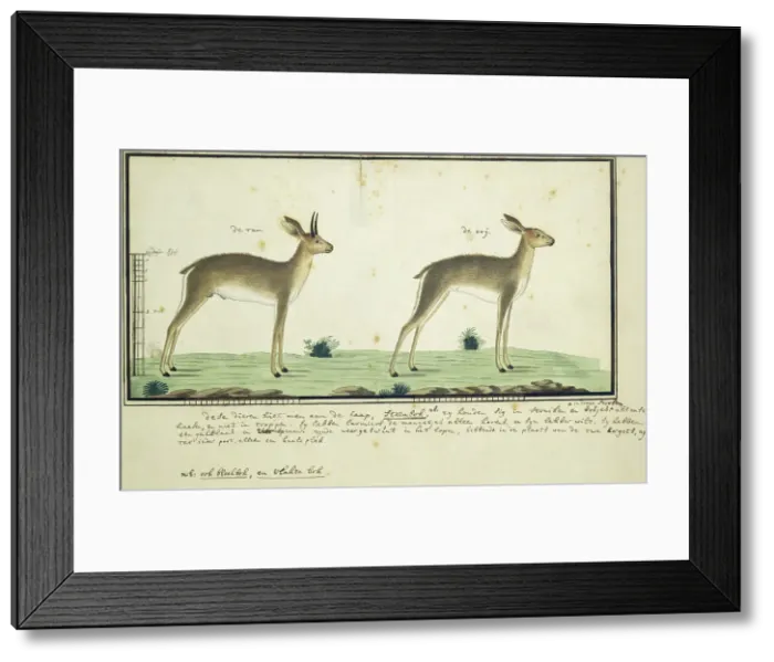 Framed Print : Raphicerus campestris (Steenbok), 1777-1786. Creator: Robert Jacob Gordon Framed Print : Raphicerus campestris (Steenbok), 1777-1786. Creator: Robert Jacob Gordon