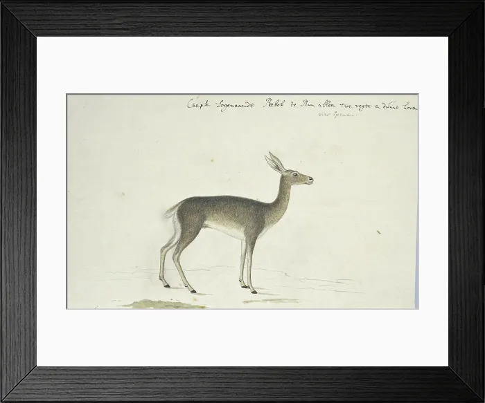 Framed Print : Pelea capreolus (Grey rhebok), 1777-1786. Creator: Robert Jacob Gordon Framed Print : Pelea capreolus (Grey rhebok), 1777-1786. Creator: Robert Jacob Gordon