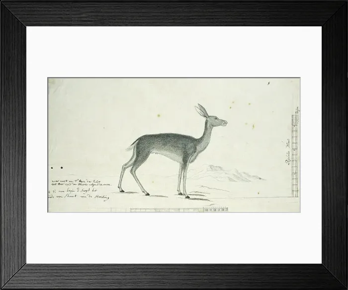 Framed Print : Pelea capreolus (Grey rhebok), 1777-1786. Creator: Robert Jacob Gordon Framed Print : Pelea capreolus (Grey rhebok), 1777-1786. Creator: Robert Jacob Gordon