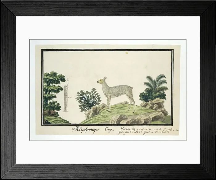 Framed Print : Oreotragus oreotragus (Klipspringer), 1777-1786. Creator: Robert Jacob Gordon Framed Print : Oreotragus oreotragus (Klipspringer), 1777-1786. Creator: Robert Jacob Gordon
