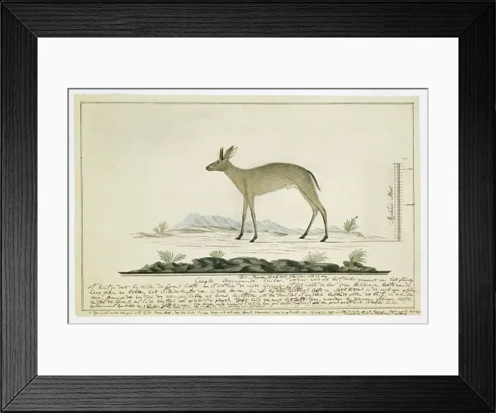 Framed Print : Sylvicapra grimmia (Common Duiker), 1777-1786. Creator: Robert Jacob Gordon Framed Print : Sylvicapra grimmia (Common Duiker), 1777-1786. Creator: Robert Jacob Gordon