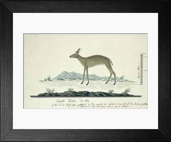 Framed Print : Sylvicapra grimmia (Common Duiker), 1777-1786. Creator: Robert Jacob Gordon Framed Print : Sylvicapra grimmia (Common Duiker), 1777-1786. Creator: Robert Jacob Gordon