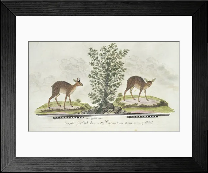 Framed Print : Raphicerus melanotis (Cape grysbok), 1777-1786. Creator: Robert Jacob Gordon Framed Print : Raphicerus melanotis (Cape grysbok), 1777-1786. Creator: Robert Jacob Gordon