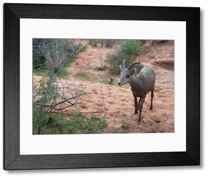 Framed Print : Bighorn Sheep, Valley of Fire, Las Vegas, Nevada, USA, 2022. Creator: Ethel Davies Framed Print : Bighorn Sheep, Valley of Fire, Las Vegas, Nevada, USA, 2022. Creator: Ethel Davies