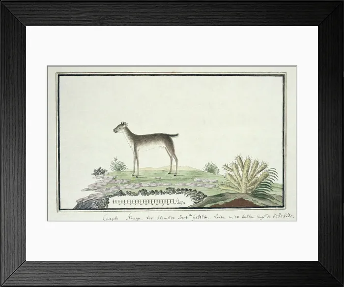Framed Print : Philantomba monticola (Blue duiker), 1777-1786. Creator: Robert Jacob Gordon Framed Print : Philantomba monticola (Blue duiker), 1777-1786. Creator: Robert Jacob Gordon