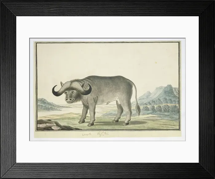 Framed Print : Syncerus caffer caffer (Cape buffalo), 1777-1786. Creator: Robert Jacob Gordon Framed Print : Syncerus caffer caffer (Cape buffalo), 1777-1786. Creator: Robert Jacob Gordon