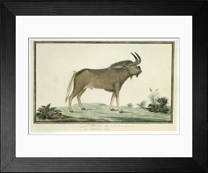 Framed Print : Connochaetes gnou (Black wildebeest), 1777-1786. Creator: Robert Jacob Gordon Framed Print : Connochaetes gnou (Black wildebeest), 1777-1786. Creator: Robert Jacob Gordon