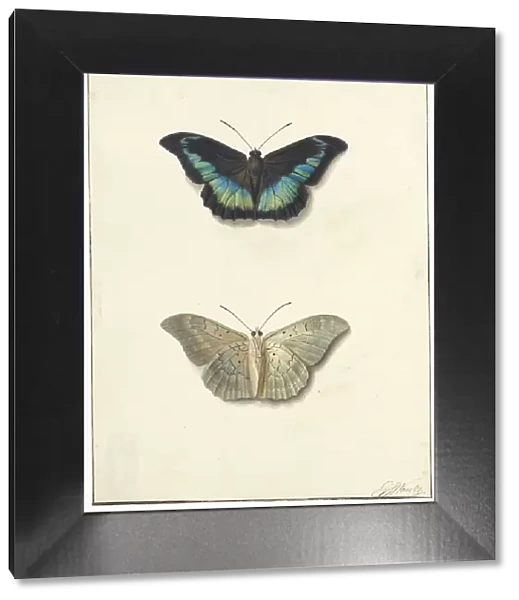 Top and bottom view of a butterfly, 1792-1861. Creator: Georgius Jacobus Johannes van Os