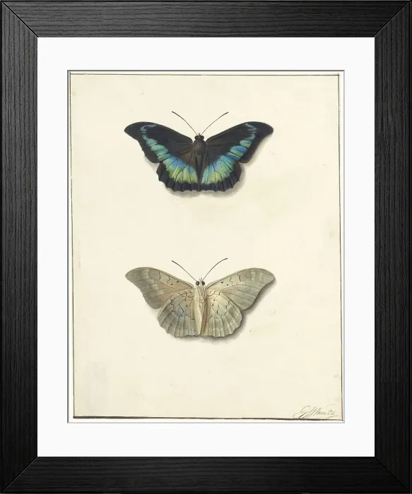 Framed Print : Top and bottom view of a butterfly, 1792-1861. Creator: Georgius Jacobus Johannes van Os Framed Print : Top and bottom view of a butterfly, 1792-1861. Creator: Georgius Jacobus Johannes van Os