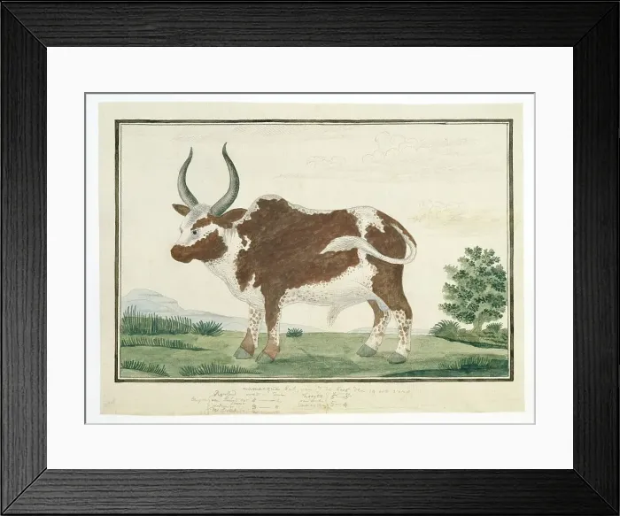 Framed Print : Bos taurus: Namaqua Ox or nomgo, 1778. Creator: Robert Jacob Gordon Framed Print : Bos taurus: Namaqua Ox or nomgo, 1778. Creator: Robert Jacob Gordon