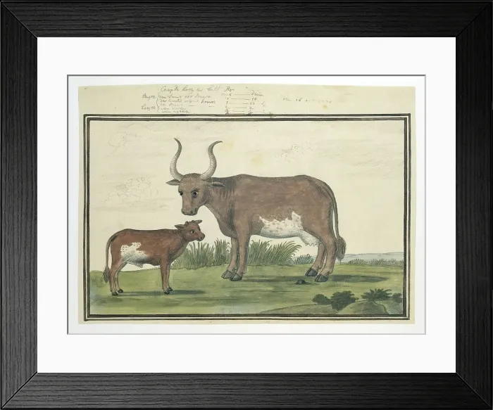 Framed Print : Bos taurus: Cape cow and calf, 1778. Creator: Robert Jacob Gordon Framed Print : Bos taurus: Cape cow and calf, 1778. Creator: Robert Jacob Gordon