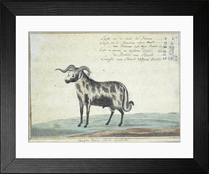 Framed Print : Cape ram, 1778. Creator: Robert Jacob Gordon Framed Print : Cape ram, 1778. Creator: Robert Jacob Gordon