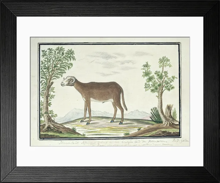 Framed Print : Cape ram, 1777-1786. Creator: Robert Jacob Gordon Framed Print : Cape ram, 1777-1786. Creator: Robert Jacob Gordon