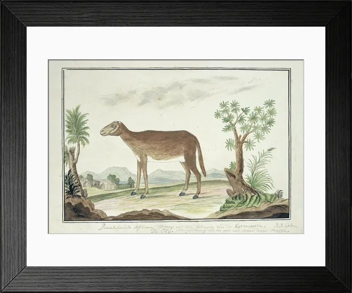 Framed Print : Cape ewe, 1777-1786. Creator: Robert Jacob Gordon Framed Print : Cape ewe, 1777-1786. Creator: Robert Jacob Gordon