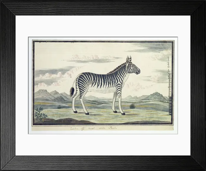 Framed Print : Equus zebra (Mountain zebra), 1777-1786. Creator: Robert Jacob Gordon Framed Print : Equus zebra (Mountain zebra), 1777-1786. Creator: Robert Jacob Gordon