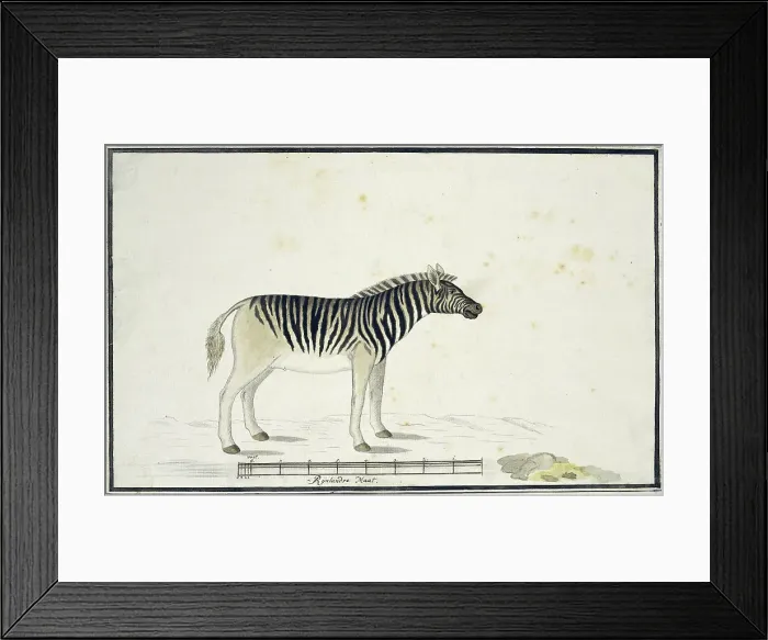 Framed Print : Equus quagga burchelli (Burchell's Zebra), 1790. Creator: Robert Jacob Gordon Framed Print : Equus quagga burchelli (Burchell's Zebra), 1790. Creator: Robert Jacob Gordon