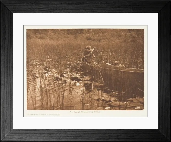 Framed Print : Gathering Tules-Cowichan, 1912. Creator: Edward Sheriff Curtis Framed Print : Gathering Tules-Cowichan, 1912. Creator: Edward Sheriff Curtis