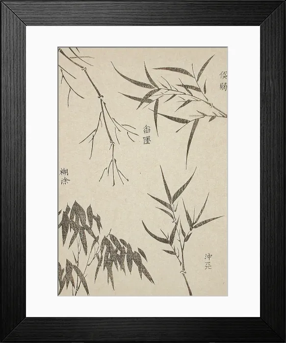 Framed Print : Bamboo Leaves at Various Stages of Growth, c1850. Creator: Unknown Framed Print : Bamboo Leaves at Various Stages of Growth, c1850. Creator: Unknown