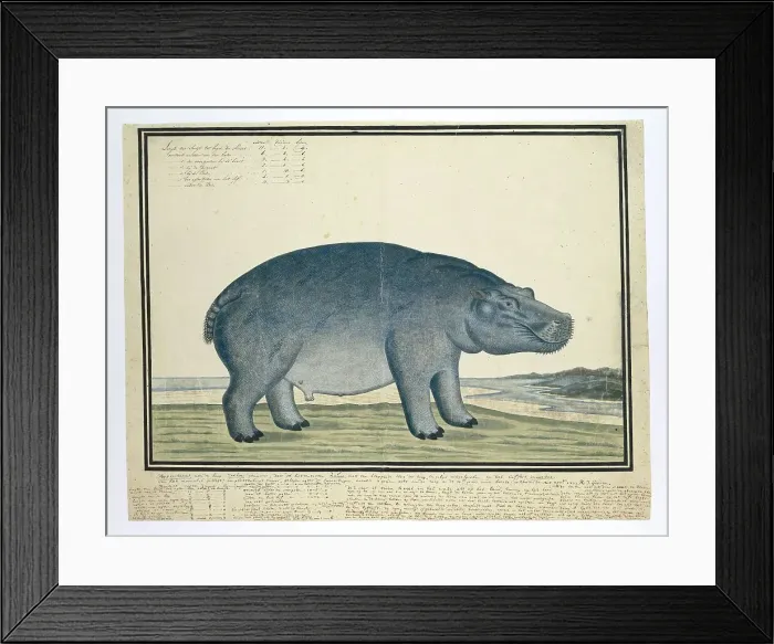 Framed Print : Hippopotamus amphibius capensis (Hippopotamus), c.1777. Creator: Robert Jacob Gordon Framed Print : Hippopotamus amphibius capensis (Hippopotamus), c.1777. Creator: Robert Jacob Gordon