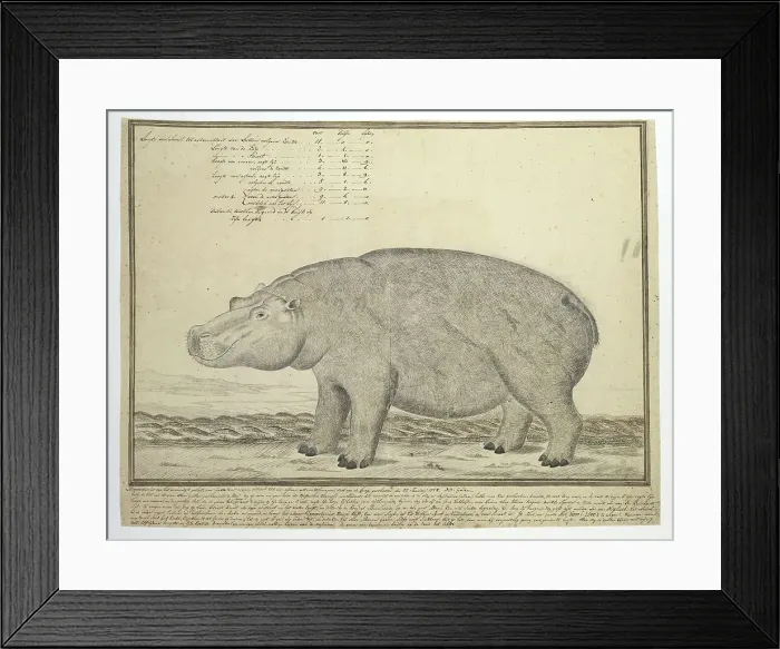 Framed Print : Hippopotamus amphibius capensis (Hippopotamus; female), 1778. Creator: Robert Jacob Gordon Framed Print : Hippopotamus amphibius capensis (Hippopotamus; female), 1778. Creator: Robert Jacob Gordon
