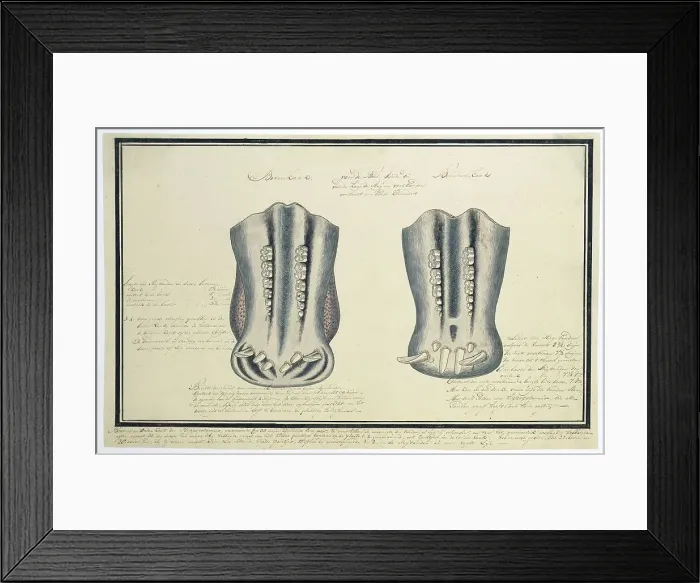 Framed Print : Upper and lower jaws of an Hippopotamus amphibius (Hippopotamus), c.1777-1778. Creator: Robert Jacob Gordon