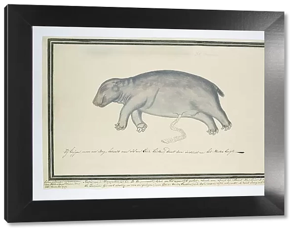 Hippopotamus amphibius foetus (Hippopotamus), 1777. Creator: Robert Jacob Gordon