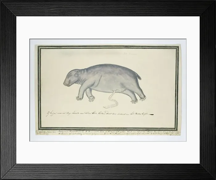 Framed Print : Hippopotamus amphibius foetus (Hippopotamus), 1777. Creator: Robert Jacob Gordon Framed Print : Hippopotamus amphibius foetus (Hippopotamus), 1777. Creator: Robert Jacob Gordon