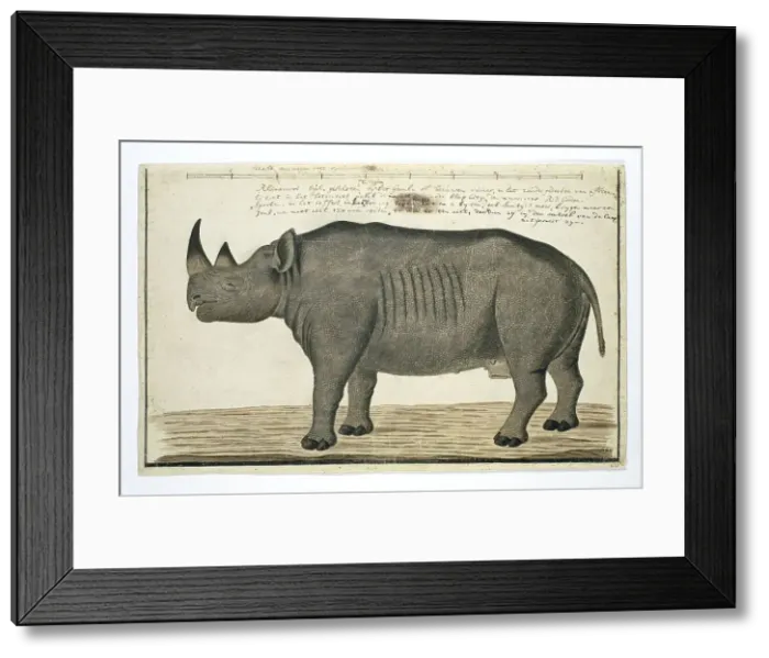 Framed Print : Diceros bicornis bicornis (Black rhinoceros; male), in or after 1778. Creator: Robert Jacob Gordon Framed Print : Diceros bicornis bicornis (Black rhinoceros; male), in or after 1778. Creator: Robert Jacob Gordon