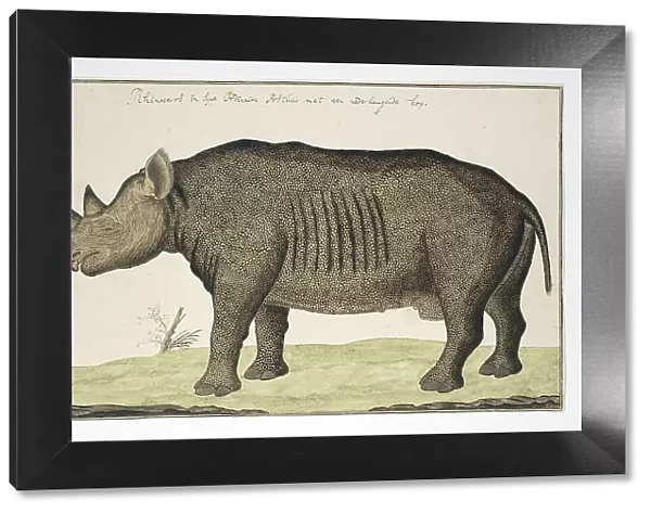 Diceros bicornis (Black Rhinoceros), in or after 1778. Creator: Robert Jacob Gordon