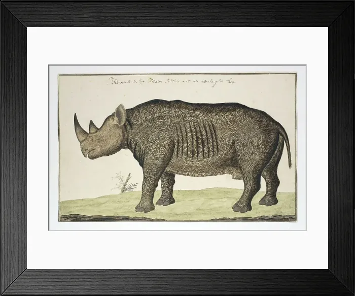 Framed Print : Diceros bicornis (Black Rhinoceros), in or after 1778. Creator: Robert Jacob Gordon Framed Print : Diceros bicornis (Black Rhinoceros), in or after 1778. Creator: Robert Jacob Gordon