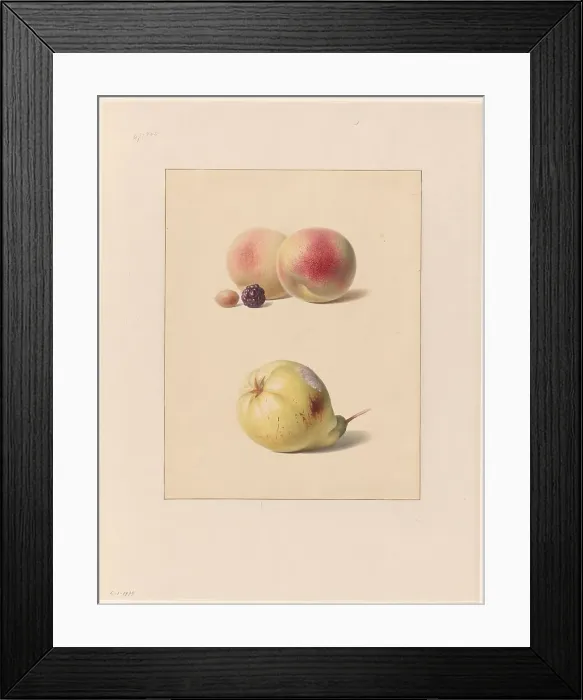 Framed Print : Peach, blackberry and hazelnut and a pear, 1835. Creator: Hendrik Reekers Framed Print : Peach, blackberry and hazelnut and a pear, 1835. Creator: Hendrik Reekers