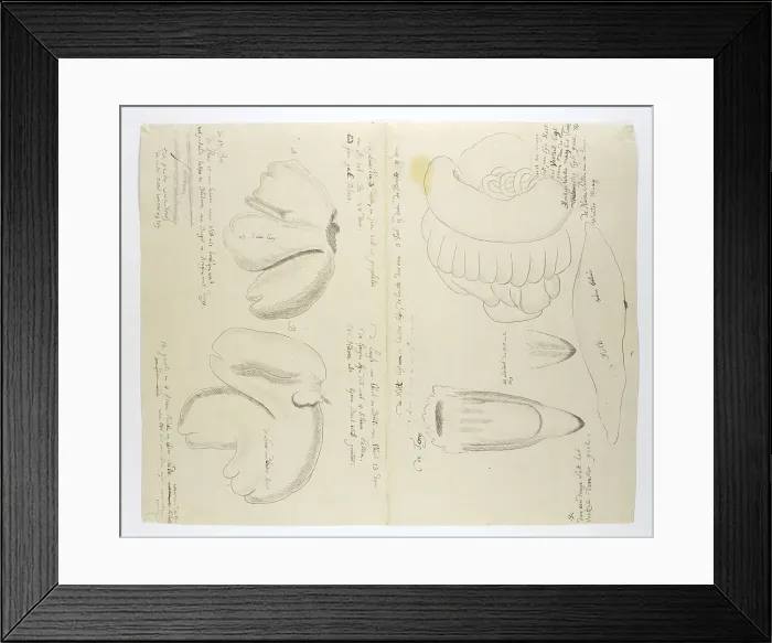Framed Print : Diceros bicornis bicornis (Rhinoceros), organs, in or after 1778. Creator: Robert Jacob Gordon Framed Print : Diceros bicornis bicornis (Rhinoceros), organs, in or after 1778. Creator: Robert Jacob Gordon