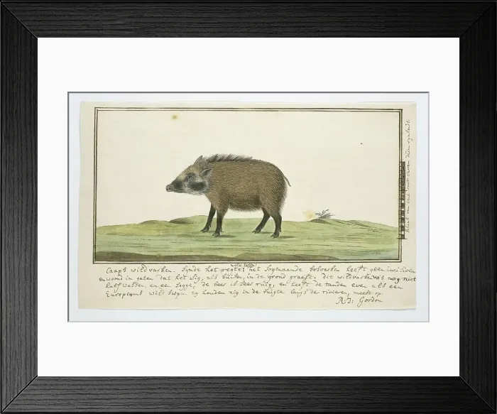 Framed Print : Phacochoerus aethiopicus aethiopicus (Cape warthog; female), c.1778-1779. Creator: Robert Jacob Gordon Framed Print : Phacochoerus aethiopicus aethiopicus (Cape warthog; female), c.1778-1779. Creator: Robert Jacob Gordon