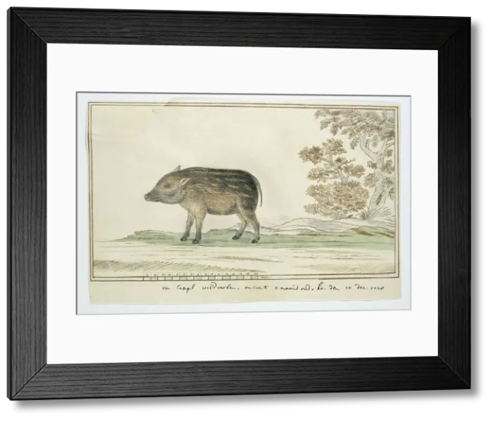 Framed Print : Phacochoerus aethiopicus aethiopicus (Cape warthog), 1778. Creator: Robert Jacob Gordon Framed Print : Phacochoerus aethiopicus aethiopicus (Cape warthog), 1778. Creator: Robert Jacob Gordon
