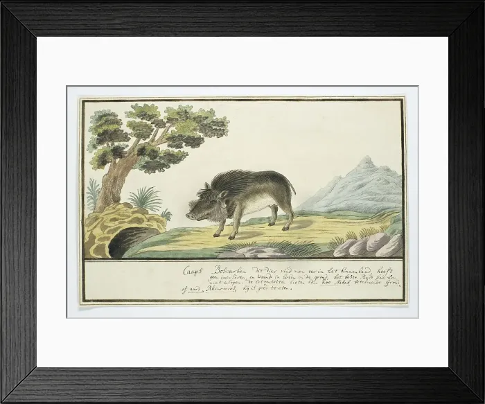 Framed Print : Phacochoerus aethiopicus aethiopicus (Cape warthog), c.1778. Creator: Robert Jacob Gordon Framed Print : Phacochoerus aethiopicus aethiopicus (Cape warthog), c.1778. Creator: Robert Jacob Gordon